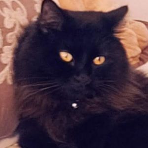 Meet your Posher, Arlin